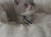 4 Gorgeous BSH kittens READY NOW