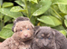 KC Registered Isabella, Blue & Tan German Shepherd Puppies