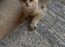 Ready on 31st October- TICA reg BSH boy