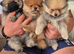 Pomeranian 3 boy