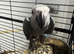 READY BEAUTIFUL African grey baby&rsquo;s