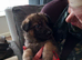 Full blooded German Shepherd puppies.