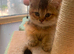 BSH Pedigree Rare to UK Shaded colours