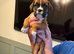 2 Gorgeous Boxer Girls Still Available