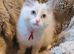 Champion bloodlines GCCF Registered Ragdoll kittens