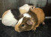 Two female guinea pigs