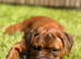 Dog 7 months old bull mastiff cross Dog Bordeaux