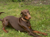 Beautiful chocolade and tan doberman boy