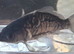 Common and mirror carp