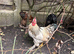 Rockin Cockerel Looking for new pastures
