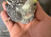 Budgie babies