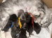 Stunning tica registered full pedigree mainecoon kittens both parents fully health tested