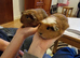 6 Baby boys California guinea pig ip3