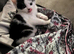 Gorgeous Half-Ragdoll Cross Kittens Looking for Loving Forever Homes