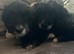 Beautiful cockapoo puppies