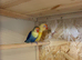 Young Bonded pair of love birds