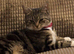 Mixed female cat