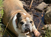 Mum and Daughter English Bulldogs For Sale