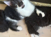 Bio colour tuxedo