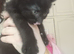 8 week old kittens