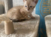 Snow bengal baby&rsquo;s