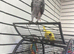 African grey Parrot