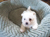 Bichon Frise Puppies