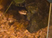Royal pythons