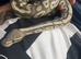 5 year old female royal python