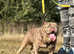 Lilac tri Full Suit Fluffy English Bulldog For Stud