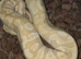 Male and female royal python for sale