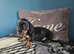 3 beauiful playful puppys for sale