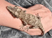 Gargoyle Gecko- 7 months old