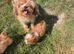 Beautiful cavapoo pups ready to leave