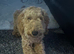 Goldendoodle