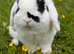 Mini lop