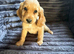 Adorable cocker spaniel puppies for sale