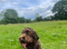 chocolate merle cockapoo