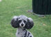 Merle Toy poodle fully health checked 5* licensed well proven