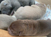 Stunning shar pei puppies