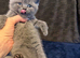 Pure-breed British Shorthair, Delivery available.