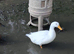 Male home bred duck