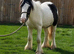 Cob colt to make 14hh