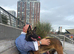 Belgian malinois