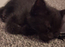 9 week old male kitten ready now
