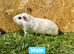 Young Guinea pigs