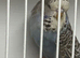Young budgies