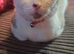 Cat for sale shes a mix snowshoe cat
