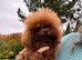 Micro asian toy poodle Girl