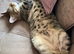 BENGAL X KITTEN